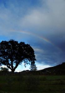 Rainbow_oaktree